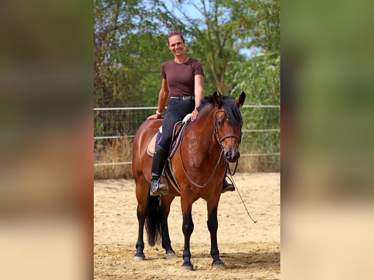 Other Breeds Mix Gelding 3 years 14.2 hh Bay in Pér