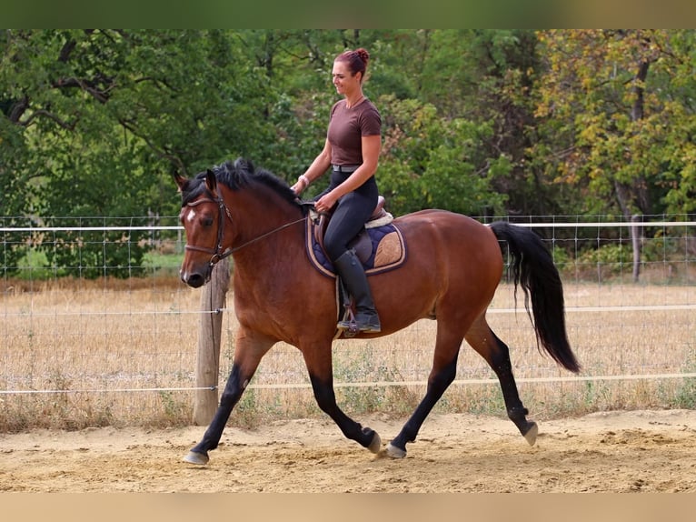 Other Breeds Mix Gelding 3 years 14.2 hh Bay in Pér