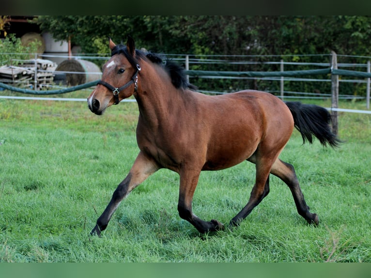 Other Breeds Mix Gelding 3 years 14.2 hh Bay in Pér