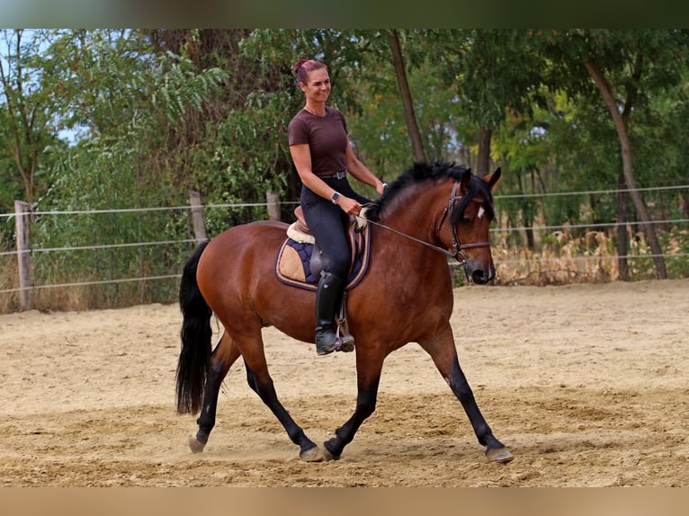 Other Breeds Mix Gelding 3 years 14.2 hh Bay in Pér