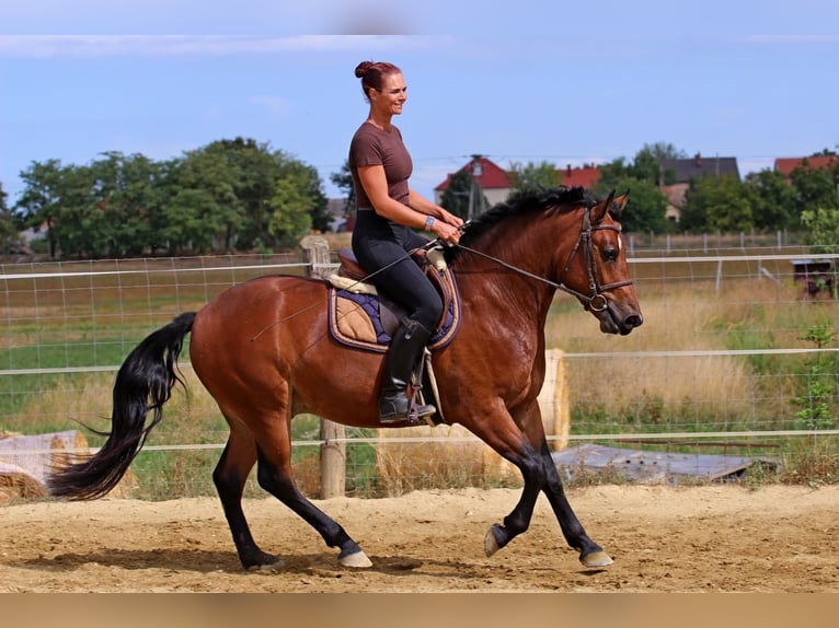 Other Breeds Mix Gelding 3 years 14.2 hh Bay in Pér