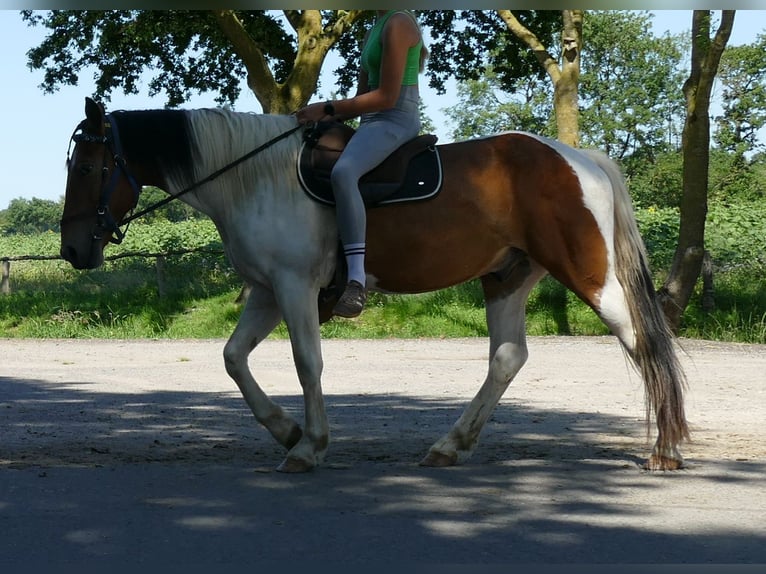 Other Breeds Gelding 3 years 14.2 hh Pinto in Lathen