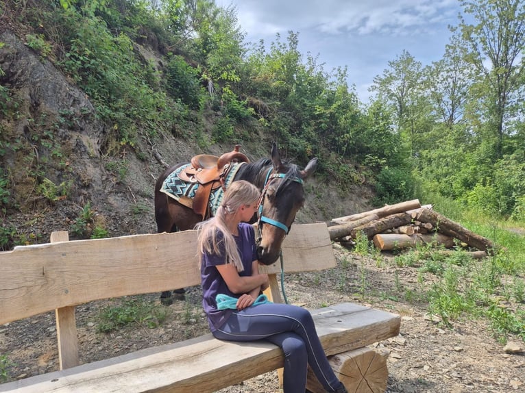 Other Breeds Gelding 3 years 14.3 hh Bay-Dark in Linkenbach