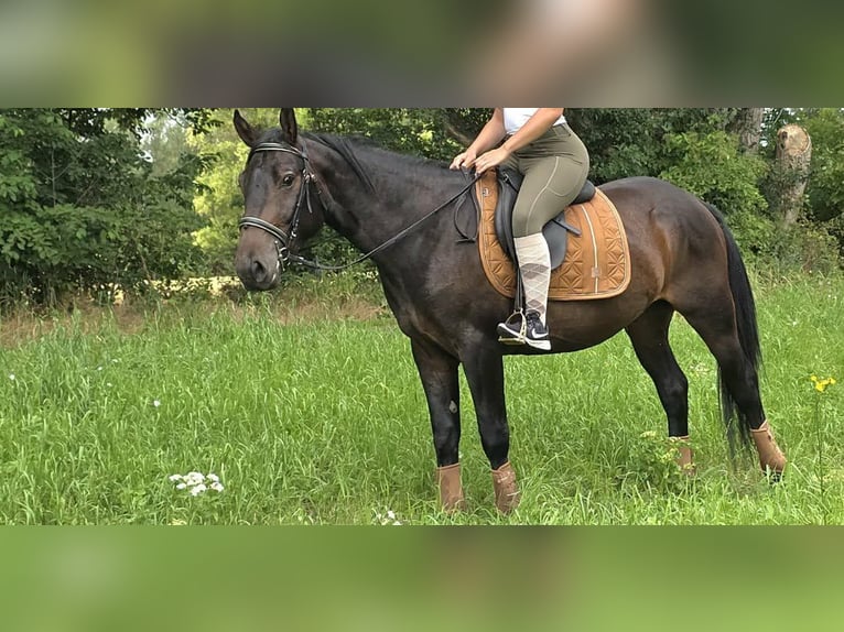 Other Breeds Gelding 3 years 14.3 hh Bay-Dark in Linkenbach