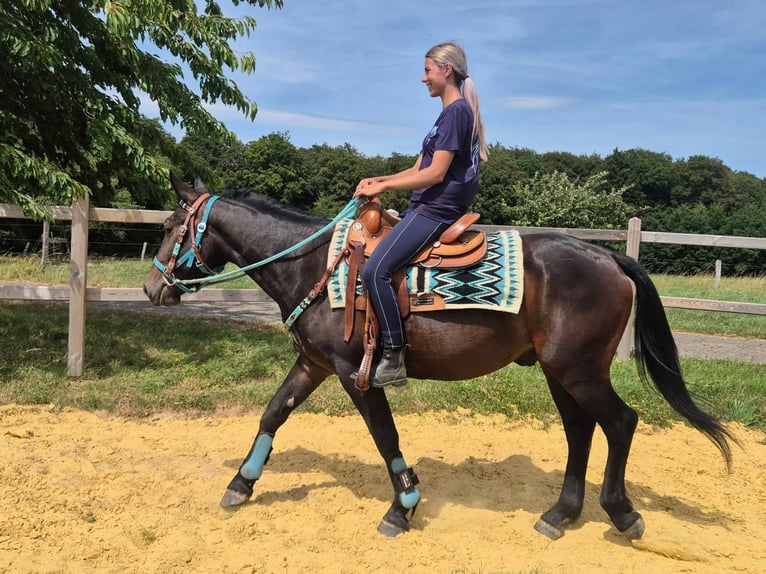Other Breeds Gelding 3 years 14.3 hh Bay-Dark in Linkenbach