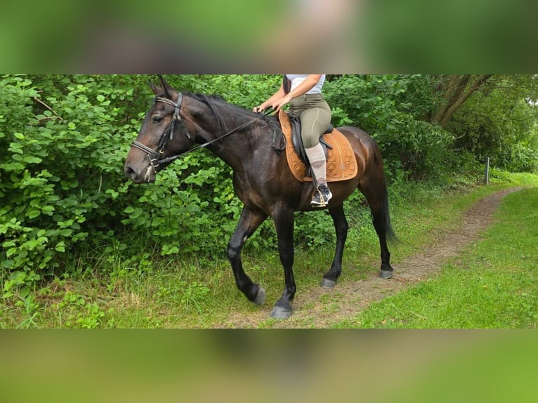 Other Breeds Gelding 3 years 14.3 hh Bay-Dark in Linkenbach