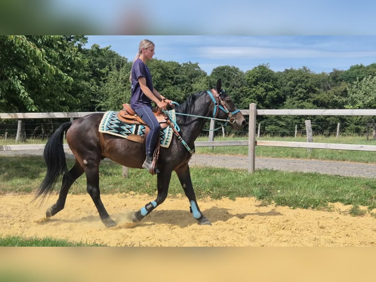 Other Breeds Gelding 3 years 14.3 hh Bay-Dark in Linkenbach