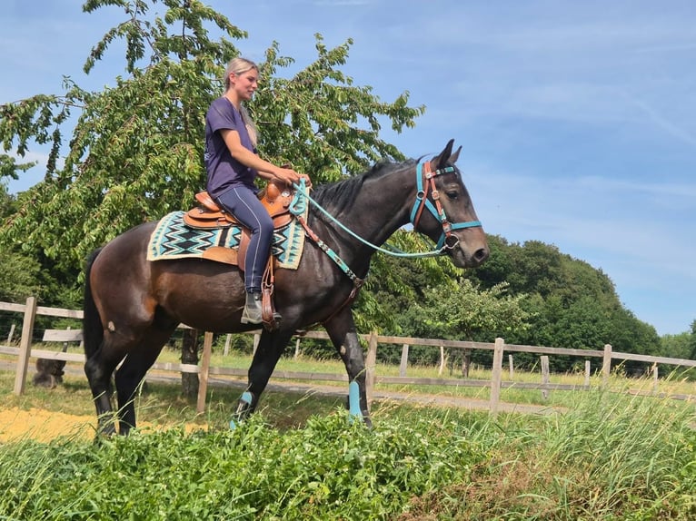 Other Breeds Gelding 3 years 14.3 hh Bay-Dark in Linkenbach