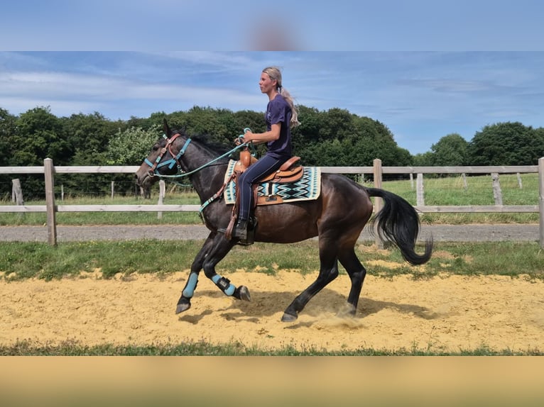 Other Breeds Gelding 3 years 14.3 hh Bay-Dark in Linkenbach