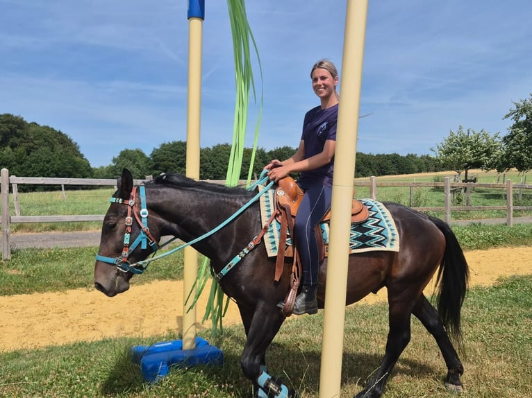 Other Breeds Gelding 3 years 14.3 hh Bay-Dark in Linkenbach