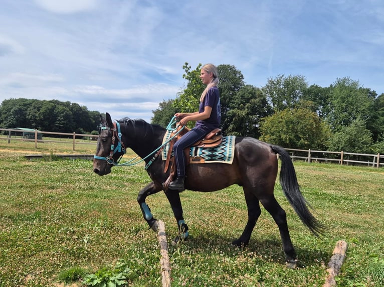 Other Breeds Gelding 3 years 14.3 hh Bay-Dark in Linkenbach