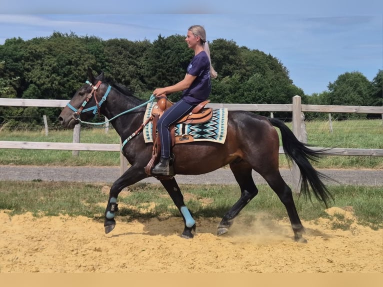 Other Breeds Gelding 3 years 14.3 hh Bay-Dark in Linkenbach