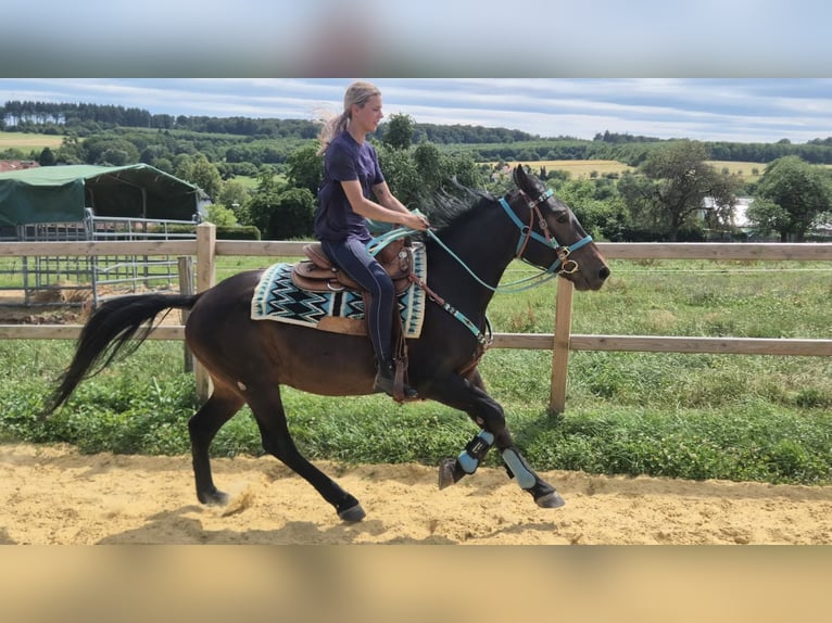 Other Breeds Gelding 3 years 14.3 hh Bay-Dark in Linkenbach