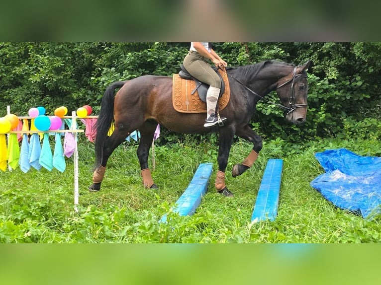 Other Breeds Gelding 3 years 14.3 hh Bay-Dark in Linkenbach