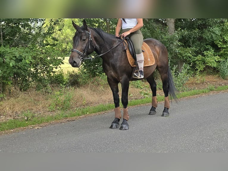 Other Breeds Gelding 3 years 14.3 hh Bay-Dark in Linkenbach