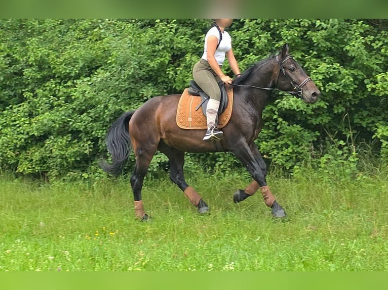 Other Breeds Gelding 3 years 14.3 hh Bay-Dark in Linkenbach