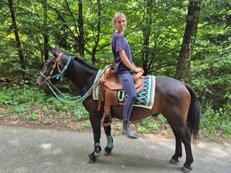 Other Breeds Gelding 3 years 14.3 hh Bay-Dark in Linkenbach