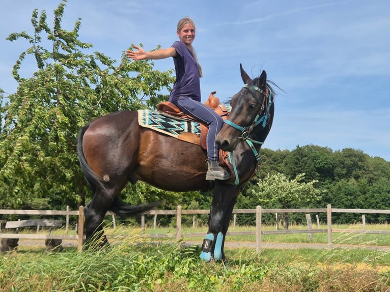 Other Breeds Gelding 3 years 14.3 hh Bay-Dark in Linkenbach