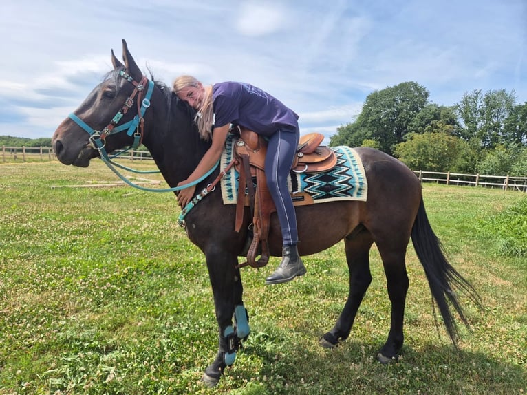 Other Breeds Gelding 3 years 14.3 hh Bay-Dark in Linkenbach