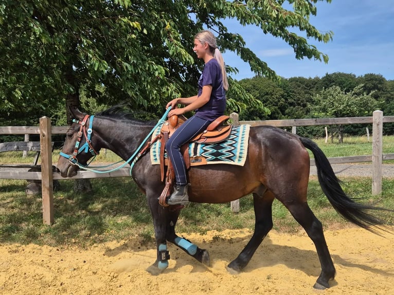 Other Breeds Gelding 3 years 14.3 hh Bay-Dark in Linkenbach