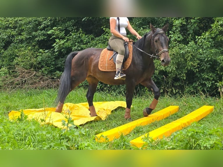 Other Breeds Gelding 3 years 14.3 hh Bay-Dark in Linkenbach
