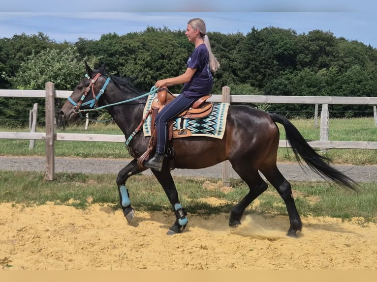 Other Breeds Gelding 3 years 14.3 hh Bay-Dark in Linkenbach
