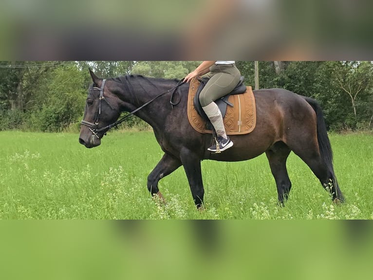 Other Breeds Gelding 3 years 14.3 hh Bay-Dark in Linkenbach