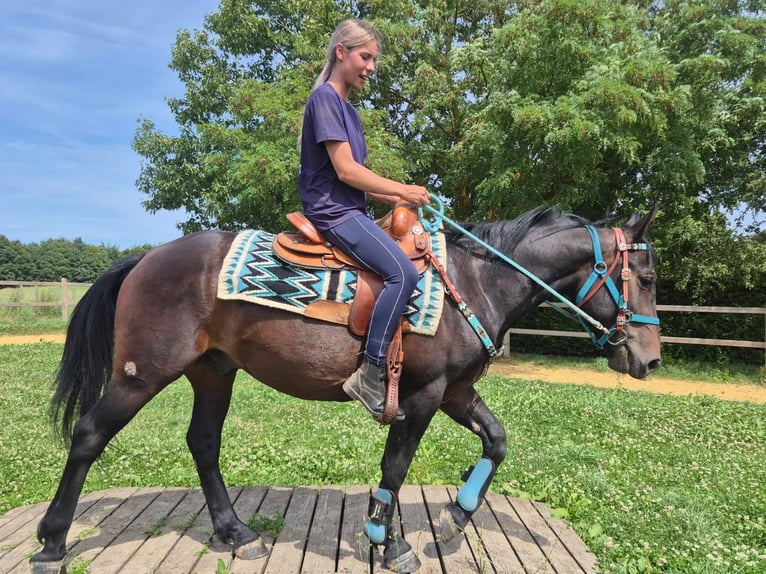 Other Breeds Gelding 3 years 14.3 hh Bay-Dark in Linkenbach