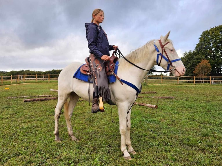 Other Breeds Gelding 3 years 14,3 hh Cremello in Linkenbach