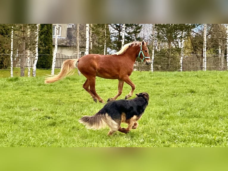 Other Breeds Gelding 3 years 14,1 hh in Tallinn