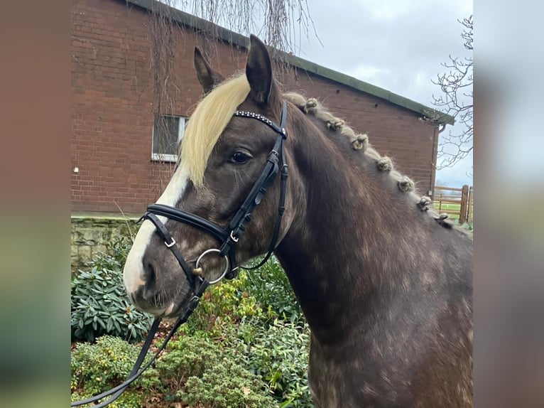 Other Breeds Gelding 3 years 14,2 hh Chestnut in Hopsten