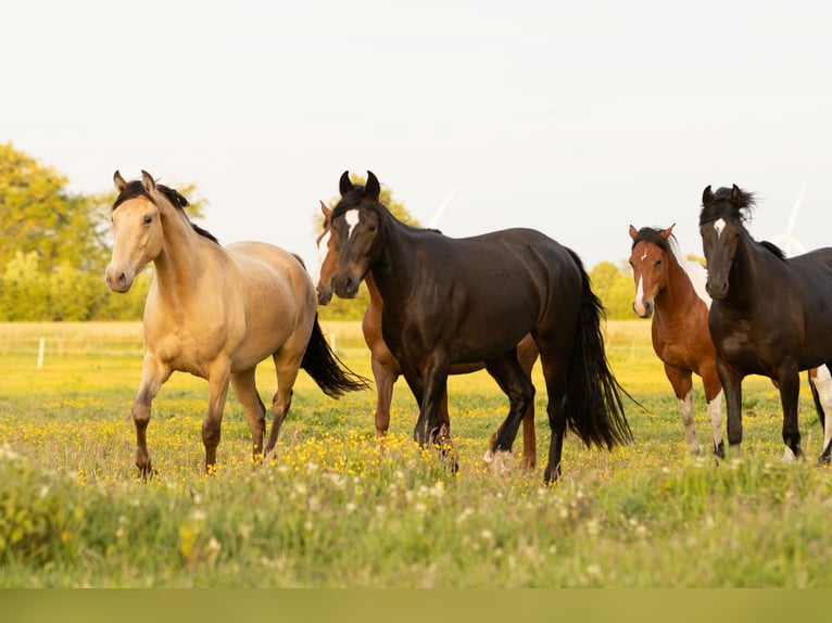 Other Breeds Gelding 3 years 14,3 hh Champagne in Ribbesb&#xFC;ttel