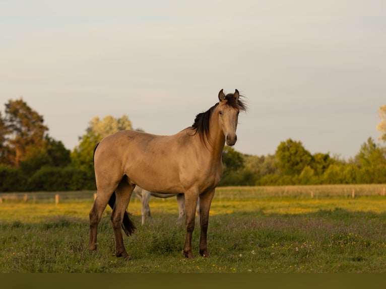 Other Breeds Gelding 3 years 14,3 hh Champagne in Ribbesb&#xFC;ttel