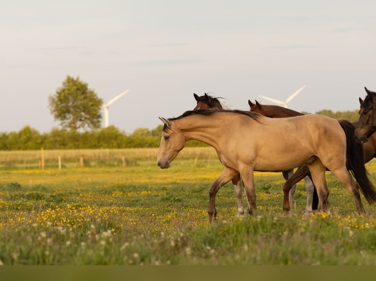 Other Breeds Gelding 3 years 14,3 hh Champagne in Ribbesb&#xFC;ttel