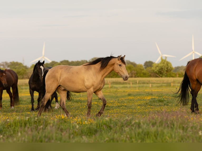 Other Breeds Gelding 3 years 14,3 hh Champagne in Ribbesb&#xFC;ttel