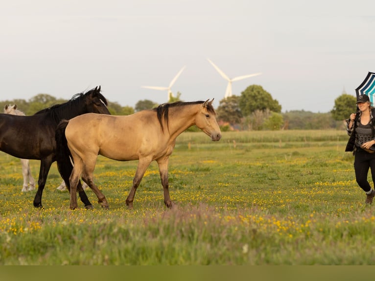Other Breeds Gelding 3 years 14,3 hh Champagne in Ribbesb&#xFC;ttel
