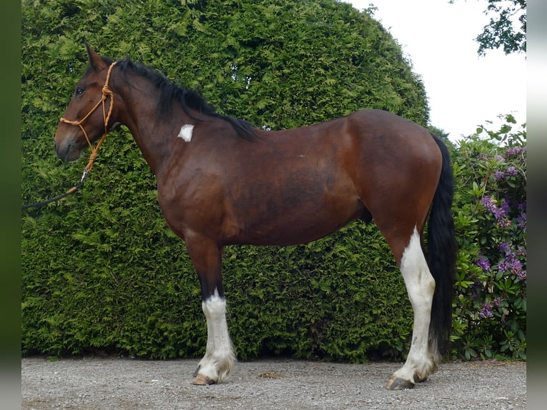 Other Breeds Gelding 3 years 14,3 hh Pinto in Lathen