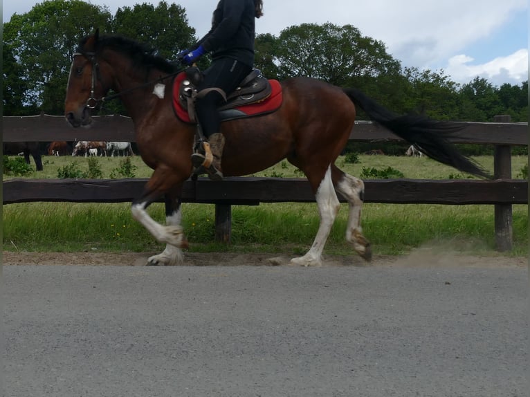 Other Breeds Gelding 3 years 14,3 hh Pinto in Lathen