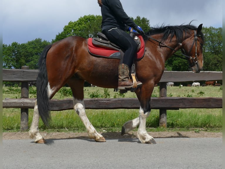 Other Breeds Gelding 3 years 14,3 hh Pinto in Lathen