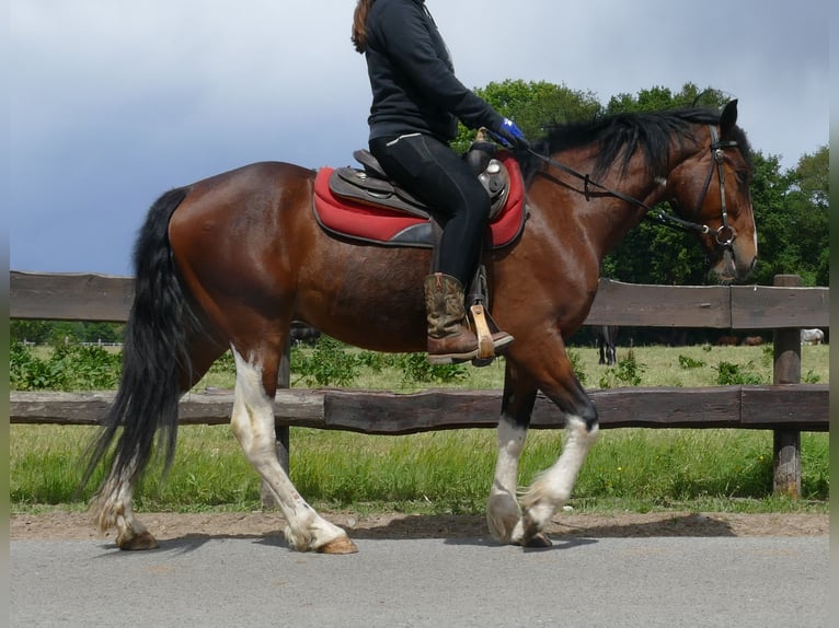 Other Breeds Gelding 3 years 14,3 hh Pinto in Lathen