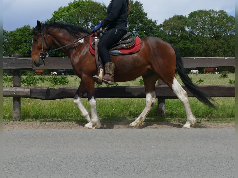 Other Breeds Gelding 3 years 14,3 hh Pinto in Lathen