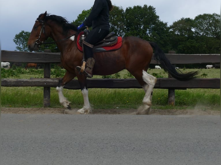 Other Breeds Gelding 3 years 14,3 hh Pinto in Lathen