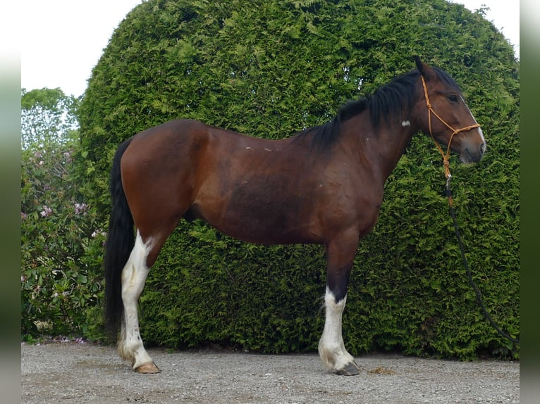 Other Breeds Gelding 3 years 14,3 hh Pinto in Lathen