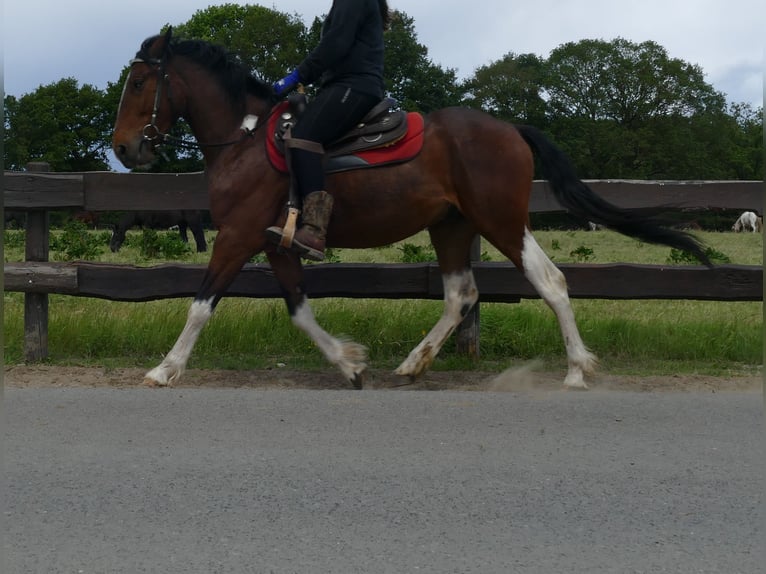Other Breeds Gelding 3 years 14,3 hh Pinto in Lathen