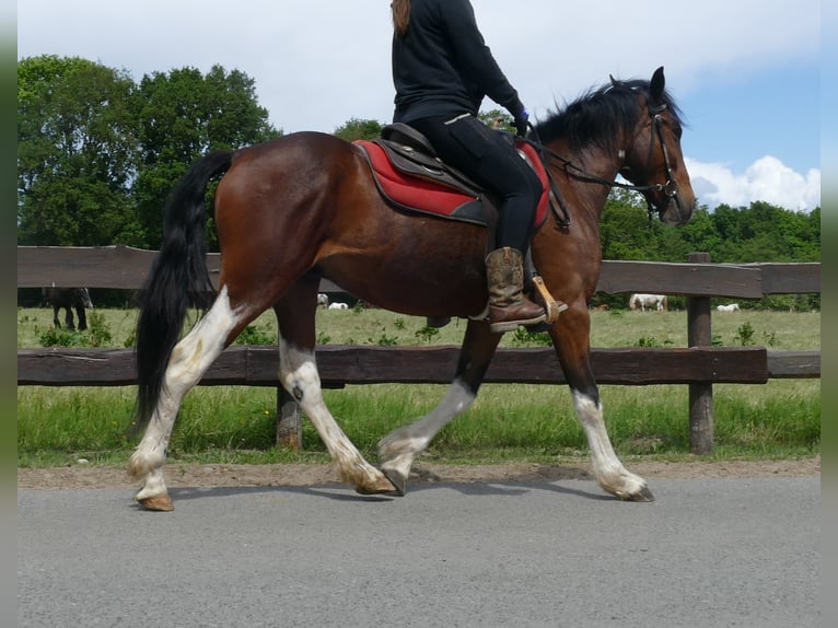 Other Breeds Gelding 3 years 14,3 hh Pinto in Lathen