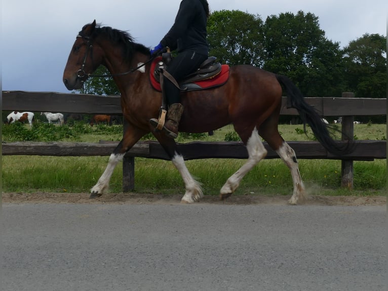 Other Breeds Gelding 3 years 14,3 hh Pinto in Lathen