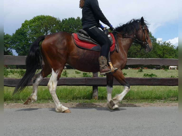 Other Breeds Gelding 3 years 14,3 hh Pinto in Lathen