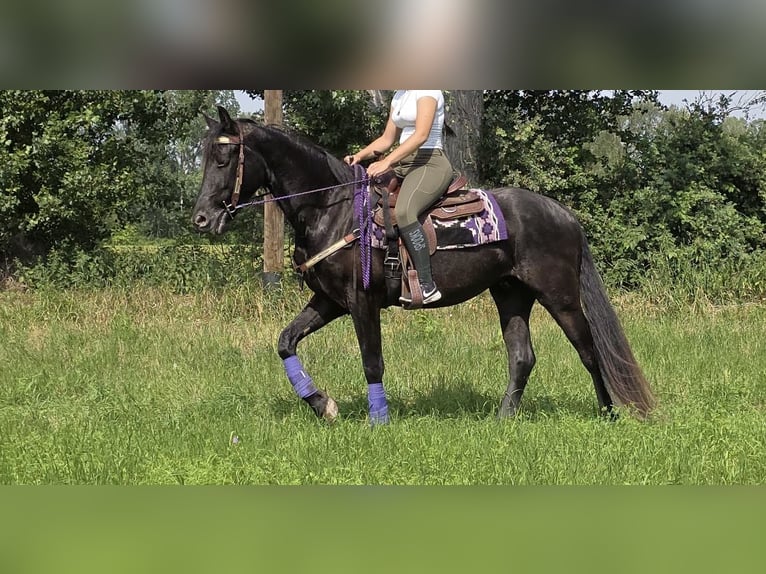 Other Breeds Gelding 3 years 15.1 hh Black in Sankt Augustin