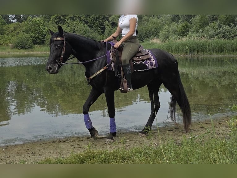 Other Breeds Gelding 3 years 15.1 hh Black in Sankt Augustin