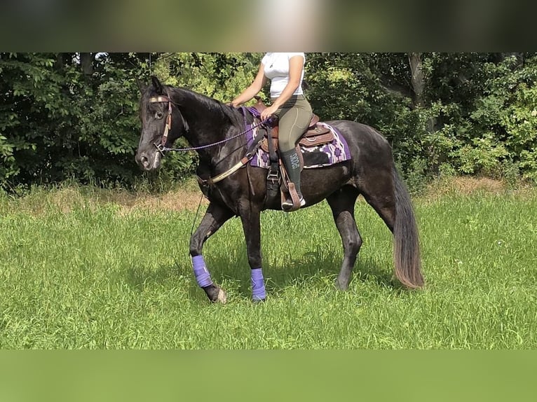 Other Breeds Gelding 3 years 15.1 hh Black in Sankt Augustin